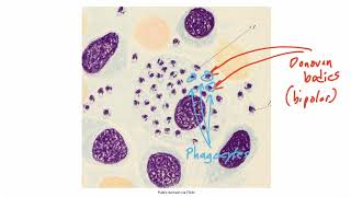 Miscellaneous Organisms for the USMLE Step 1 [upl. by Adlei]