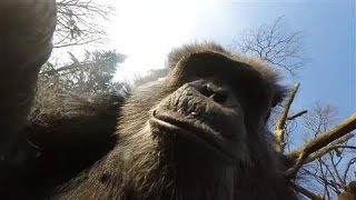 Chimpanzee Takes Down Drone [upl. by Hut850]