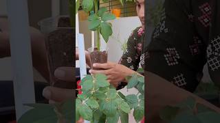 Rose plant antukattadam garden youtubeshorts shortfeed shorts [upl. by Enial]