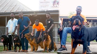 A visit to the Biggest and Finest Dog Kennel in Volta Region Ghana  Yazo Kennel [upl. by Kedezihclem]