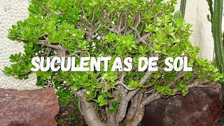 Suculentas de Sol as Melhores Para Cultivar [upl. by Funch]