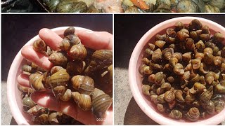 How to cook periwinkle snails and the process of cleaning [upl. by Adigirb765]