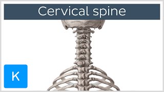 Cervical spine  Anatomy Diagram amp Definition  Human Anatomy  Kenhub [upl. by Ohaus122]