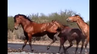 Wild Horse Action at the Salt River by Karen McLain [upl. by Clemmie]