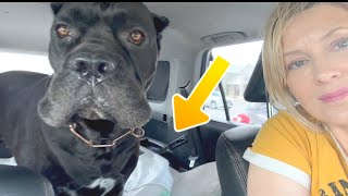 Update on CANE CORSO Leg INJURY Vet Visit and Socialization [upl. by Yeloc]