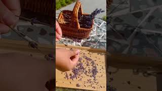 Making lavender tea from Garden in Bad Goisern guddichhantyal nepalisong buttertea tealeaves [upl. by Laehcor]