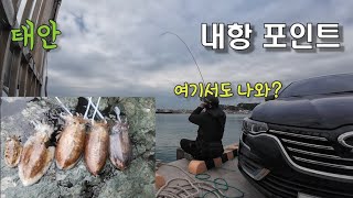 사람 많은 갯바위 피해 내항 탐사중 만난 사이즈 좋은 갑오징어 [upl. by Sedicla357]