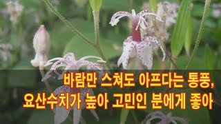 바람만 스쳐도 아프다는 통풍 요산수치가 높아 고민인 분들에게 좋은 이것은 [upl. by Knipe]