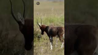 Blesbok africa savana antilope [upl. by Kehsihba]