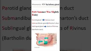 Ductal system of salivary gland shorts salivaryglands [upl. by Rome305]