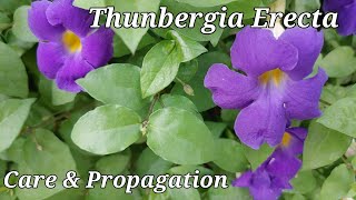 How to care amp propagate Thunbergia ErectaKings mantle Neelkantha plant  Premas Garden [upl. by Aihsoj]