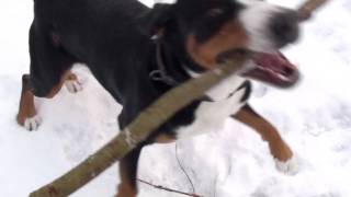 Walking with the Greater Swiss Mountain Dog  Großer Schweizer Sennenhund [upl. by Nauj407]