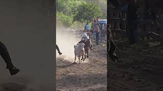 LA GENTE DE MONTERREY shortvideo caballos vaqueros rodeo horse caballoscorriendo [upl. by Ram]