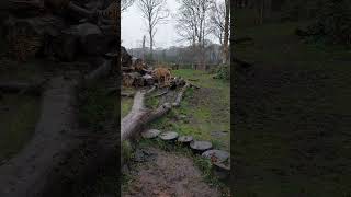 Tigers at Knowsley safari Park [upl. by Aneret125]