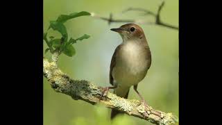 NIGHTINGALE SONG 3 hours REALTIME 2022 Beautiful Nightingale Singing BirdsongNature sounds [upl. by Benenson]