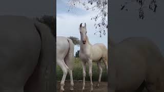 horse horselover horseriding horseracing indianhorse horserace trending horseing subscribe [upl. by Onnem]