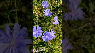 Cichorium intybus cichociemnyzima flower flowers nature [upl. by Nuri]