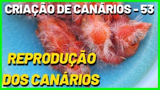 CONSIDERAÇÕES FINAIS SOBRE A REPRODUÇÃO DOS CANÁRIOS DOMÉSTICOS  BELGAS [upl. by Schreibman]