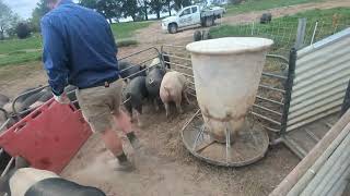 Loading Berkshire X Pigs with sheep yards [upl. by Niad845]