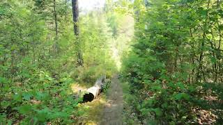 Hiking  Angleworm Trail CCW  From the FourWay Intersection to the first Beaver Dam in the BWCA [upl. by Aicre]