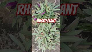 Rhoeo plant growth plants gardeningtipsyoutubeshorts [upl. by Shir]