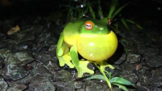 Redeyed tree frog [upl. by Allekim]