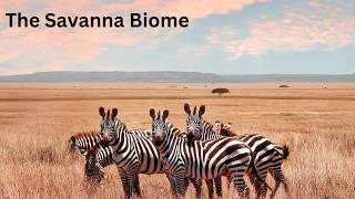 The Savanna Biome [upl. by Nonnahc885]