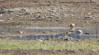 Flock of chestnut bellied sandgrouse drinking at noon at a waterbody at Jaisalmer Rajasthan India [upl. by Readus]