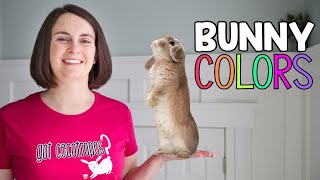 What Color is my Bunny Rabbit Color Guide [upl. by Ellebanna]