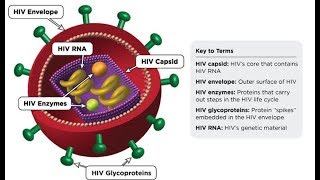 HIV life cycle How HIV infects a cell and replicates itself using reverse transcriptase [upl. by Oscar]