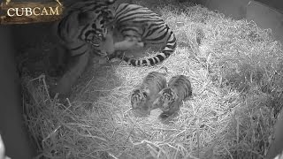 Adorable Sumatran tiger cub twins born at ZSL London Zoo [upl. by Akimal]