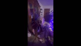 Unknown vocal at start of video Also unknown dog growl Our dog clearly didnt growl [upl. by Ariam]