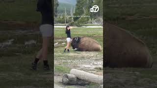 Despite warnings woman approaches bison for selfie in Yellowstone [upl. by Gibson555]