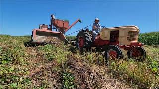 Case 75 Combine Harvesting Buckwheat [upl. by Finegan682]