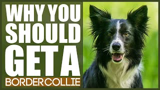 BORDER COLLIE 5 Reasons Why YOU SHOULD Get A Border Collie [upl. by Nohtan]