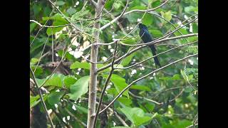 Greaterrackettaileddrongo  birdphotography [upl. by Morel]