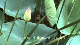 Bud of Lotus flower Nelumbo nucifera [upl. by Bull226]