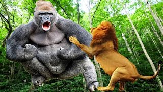 Gorilla vs LionLion vs Gorilla Real fightnational geographic [upl. by Cita]