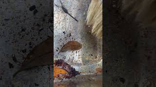 ￼ Junk removal insect beware😧 crazy junkcleanup youtubeshorts junkremoval junkremovalcompany￼￼ [upl. by Atinat]