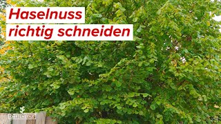 Haselnuss schneiden  Schritt für Schritt Anleitung für den perfekten Rückschnitt für Strauch amp Baum [upl. by Gabrila298]