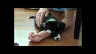 Cutest border collie puppy ever [upl. by Spohr]