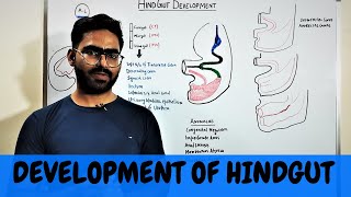 DEVELOPMENT OF HINDGUT  GIT EMBRYOLOGY 9 [upl. by Hetti142]