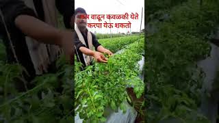 टोमॅटो🍅करपा नियंत्रणफवारणी व काळजीbest fungicide Aliette KasuB Kocide शेतकरीराजा farming tomato [upl. by Dunson]