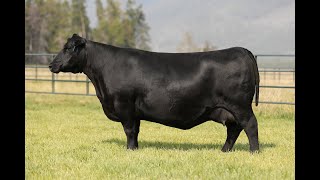 Lot 35  Montana Blackbird 8105 [upl. by Hseham667]