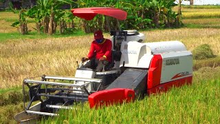 Combine Harvester Kubota DC35 Harvesting Rice on a Large rice field [upl. by Sansone]