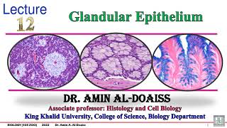 12Glandular epithelium Connective tissue [upl. by Nurse]