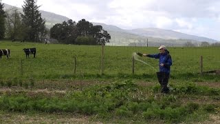 Biodynamic Spray Preparation from Cow Horn Manure [upl. by Acilegna]