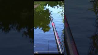 🐠🐠🐠Catching crucian carp on the float rod Fishing in the lake👍👍 RF4 short shorts fishing gaming [upl. by Onoitna]