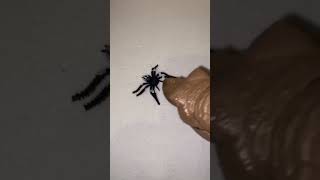 Theres a spider on my ceiling animation spiderdave funny memes memearchive [upl. by Fong336]