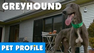 Greyhound Pet Profile  Bondi Vet [upl. by Demah111]